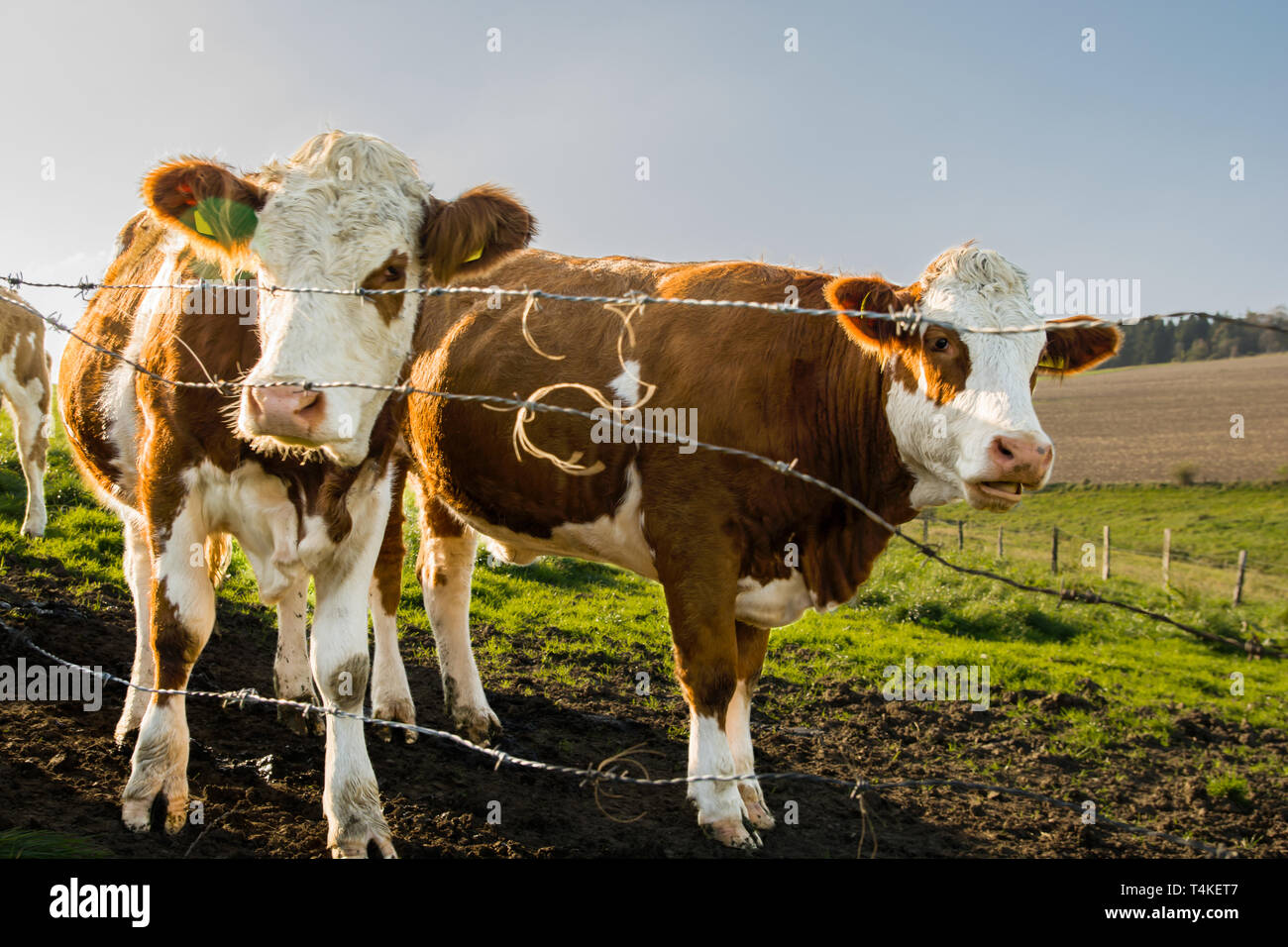 2 young Red Holstein calves are standing in the meadow. They have red colorful fur. They are curious and stand in the sunset. Green landscape. Stock Photo