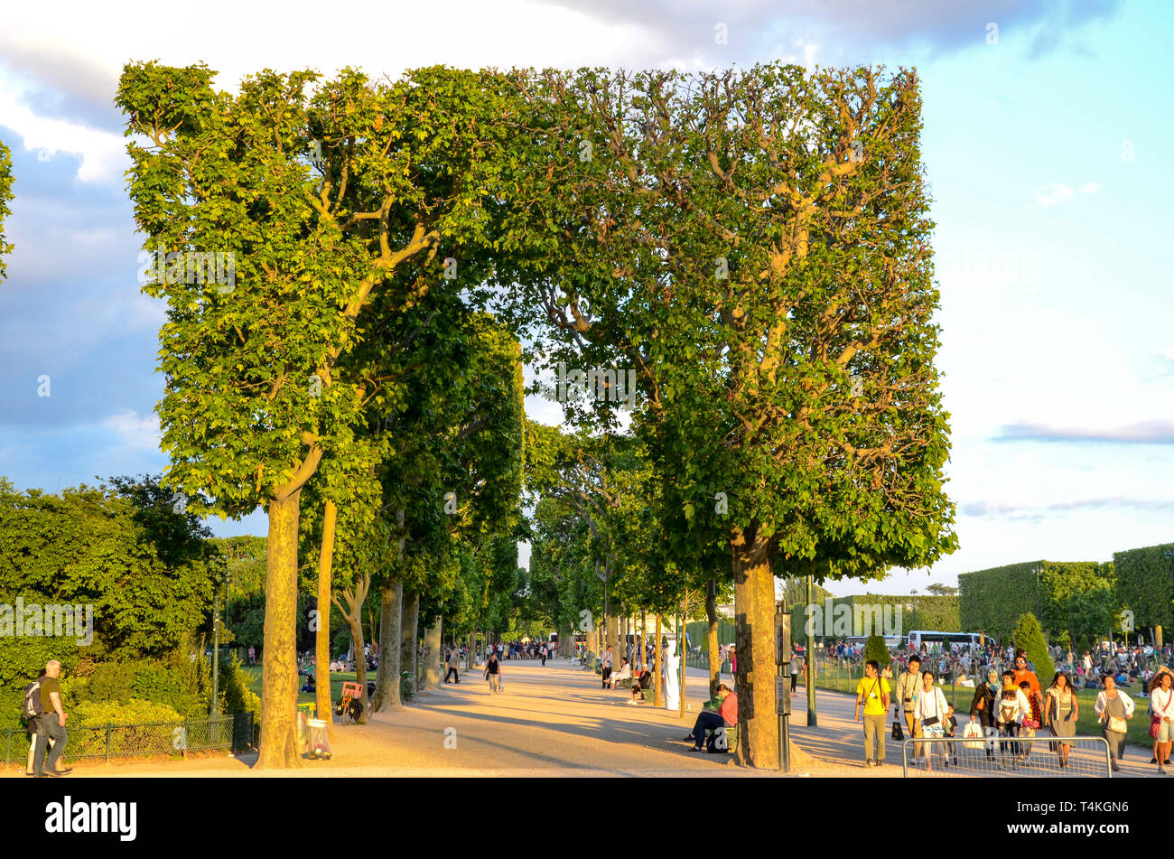Champ de Mars park and gardens with square cut trees. Topiary. Avenue of trees. People, tourists, visitors to the park near Eiffel Tower Stock Photo