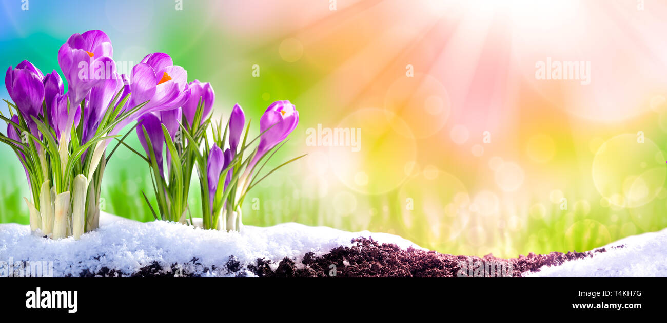 Banner Of Purple Crocuses Blooming In Garden Soil With Melting Snow And Sunshine - Springtime Stock Photo