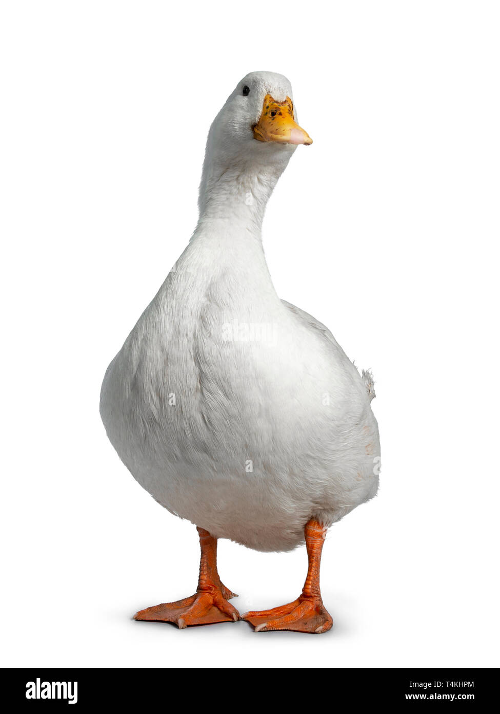 tame-white-duck-standing-facing-camera-looking-towards-lens-isolated-on-white-background-T4KHPM.jpg