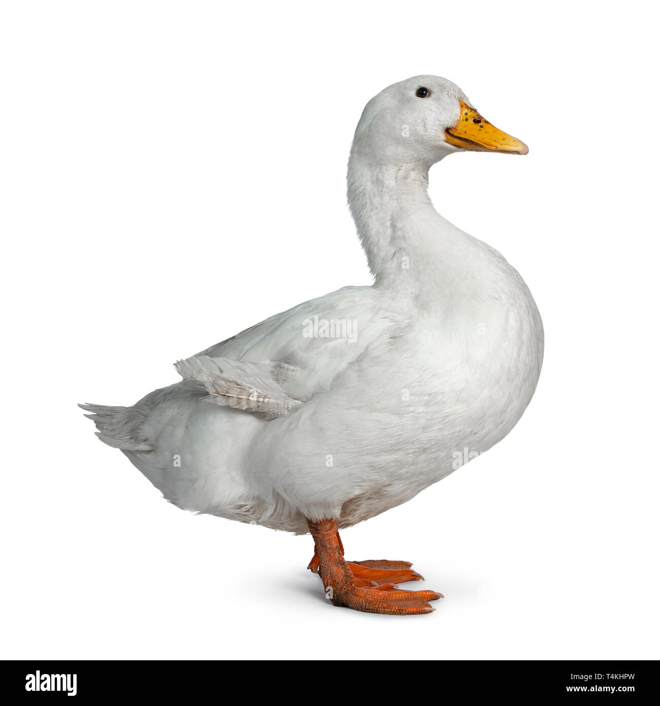 Tame white duck, standing side ways facing camera. Looking towards lens