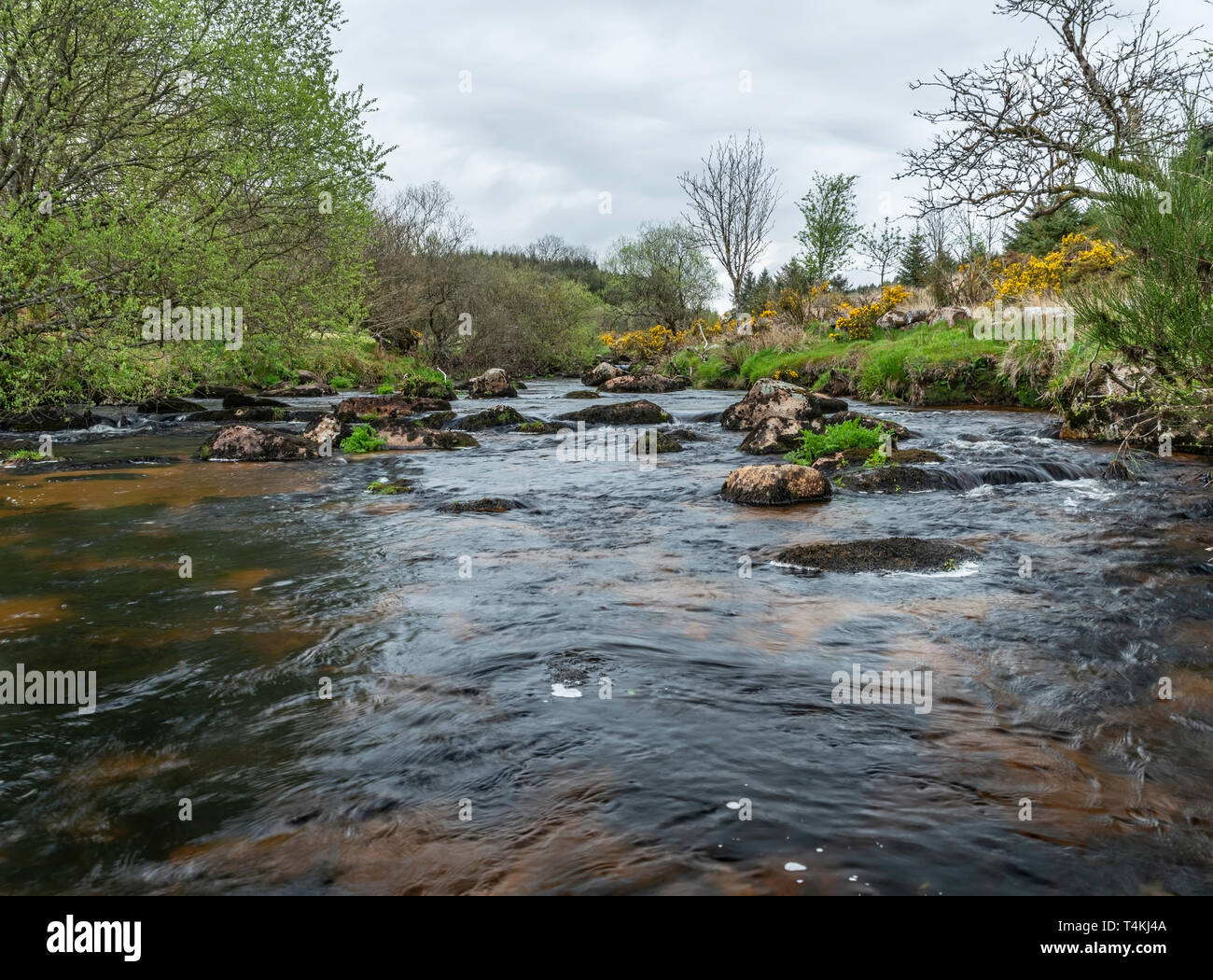 East Dart River in Dartmoor National Park in Devon in England Stock Photo