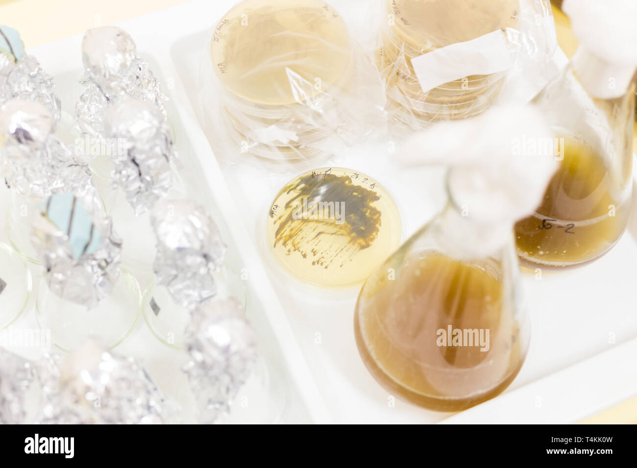 Close up of cell culture samples on LB agar medium in petri dish and flask in laminar flow Stock