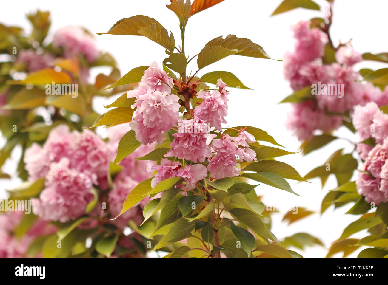 Japanese cherry blossom Stock Photo