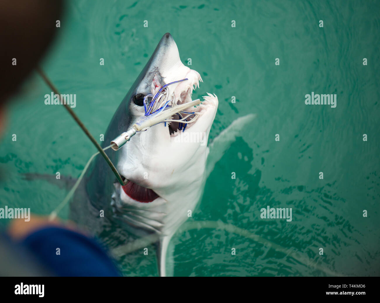 Line caught blue shark hi-res stock photography and images - Alamy