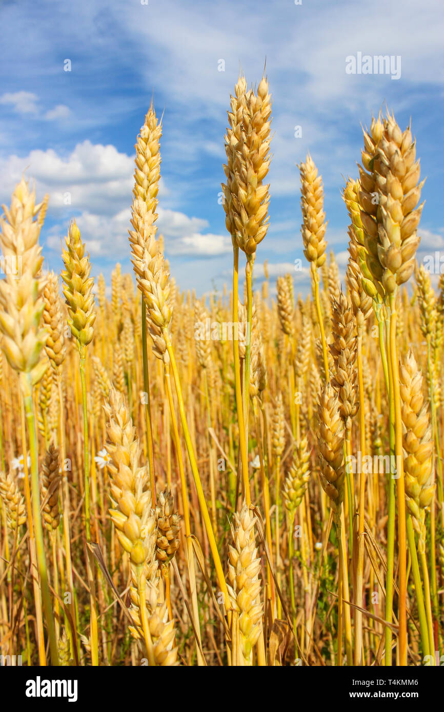 Wheat ears close-up on a background of blue sky with clouds Stock Photo ...