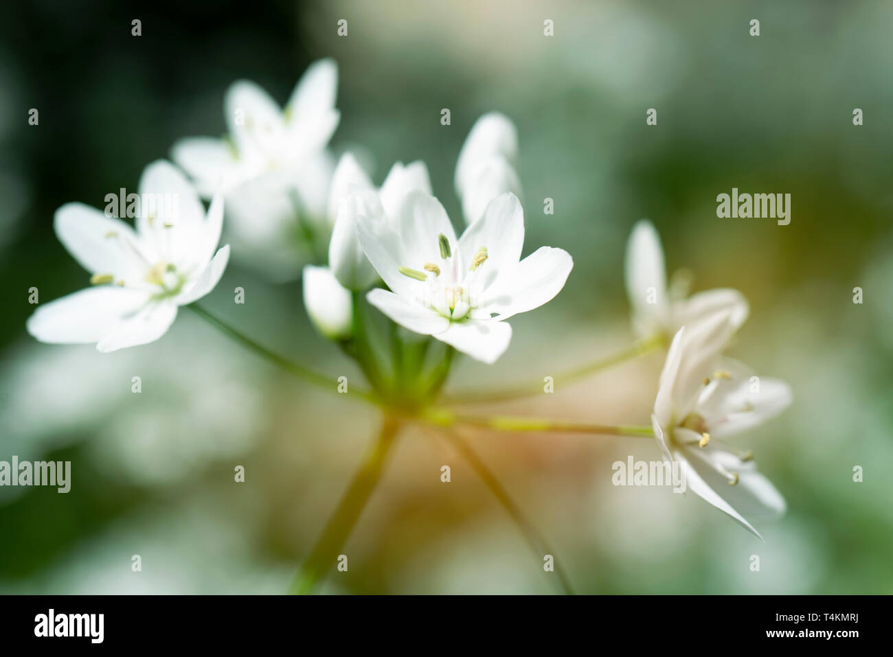 Soft focus beautiful cosmos hi-res stock photography and images - Alamy