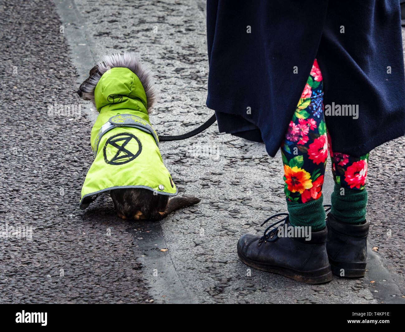 Extinction Rebellion Dog - A dog joins in the Extinction Rebellion non violent protests on Waterloo Bridge. Stock Photo