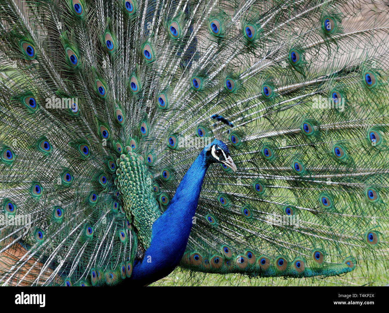 peacock with feathers out Stock Photo