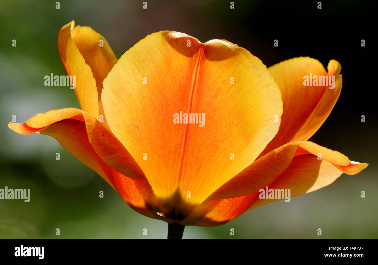 orange tulip on black background glows in backlit Stock Photo
