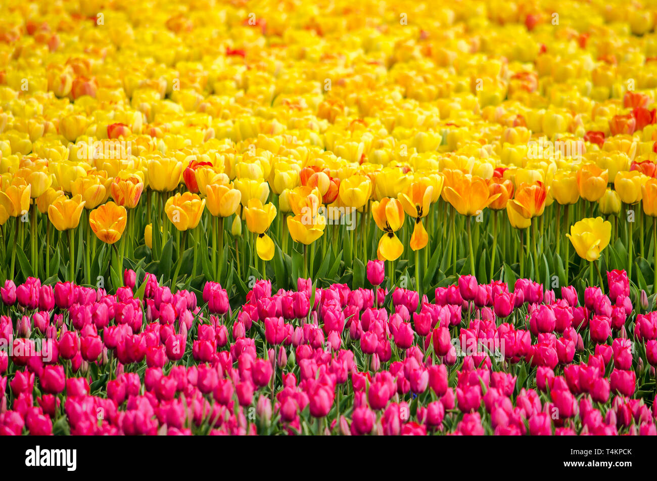 Two strips of tulips, one yellow with some red and orange, the other reddish purple in a field near Noordwijkerhout, The Netherlands Stock Photo