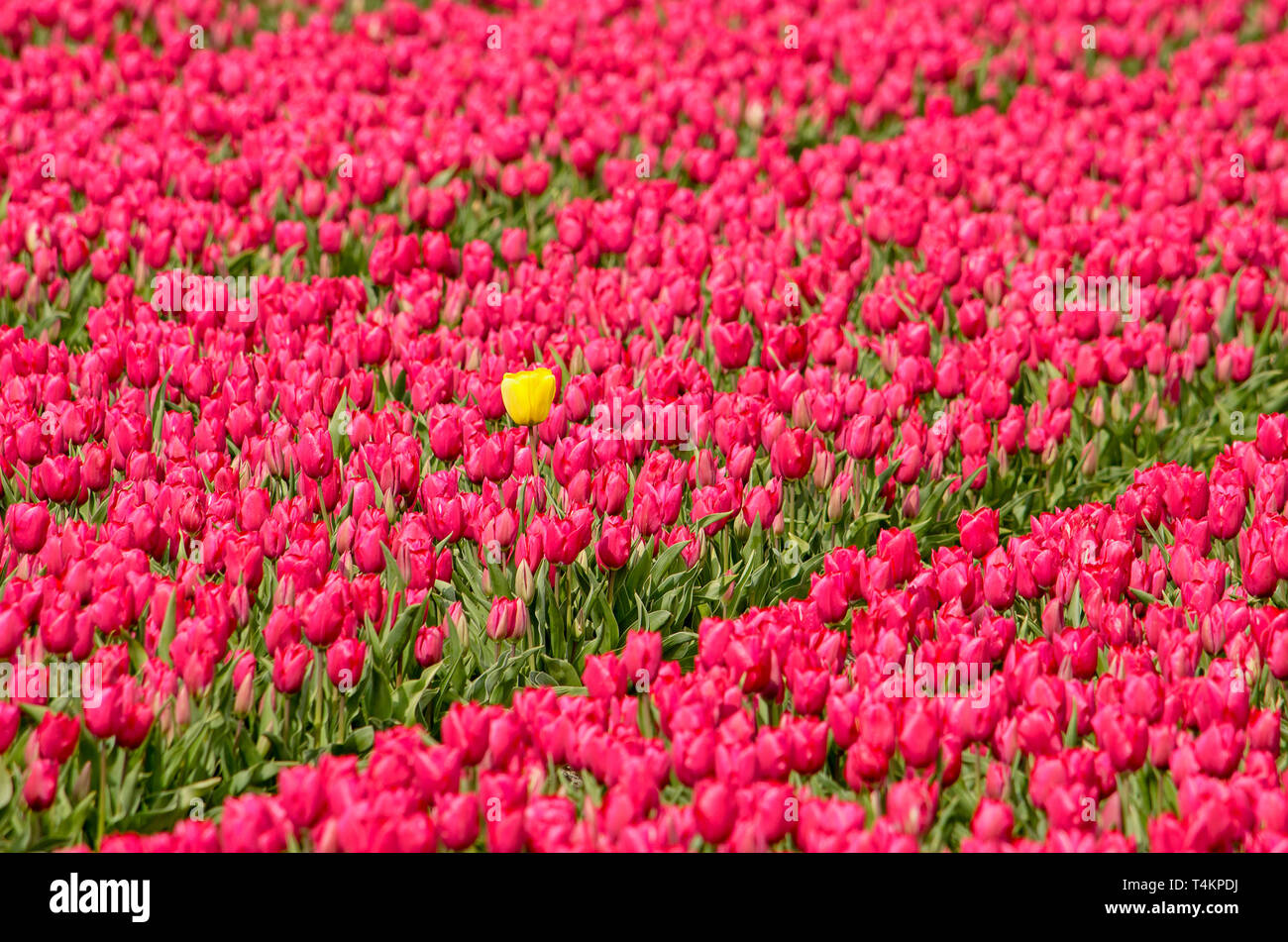 Yellow outsider tulip in a field of reddish purple tulips in a field near Noordwijkerhout, The Netherlands Stock Photo