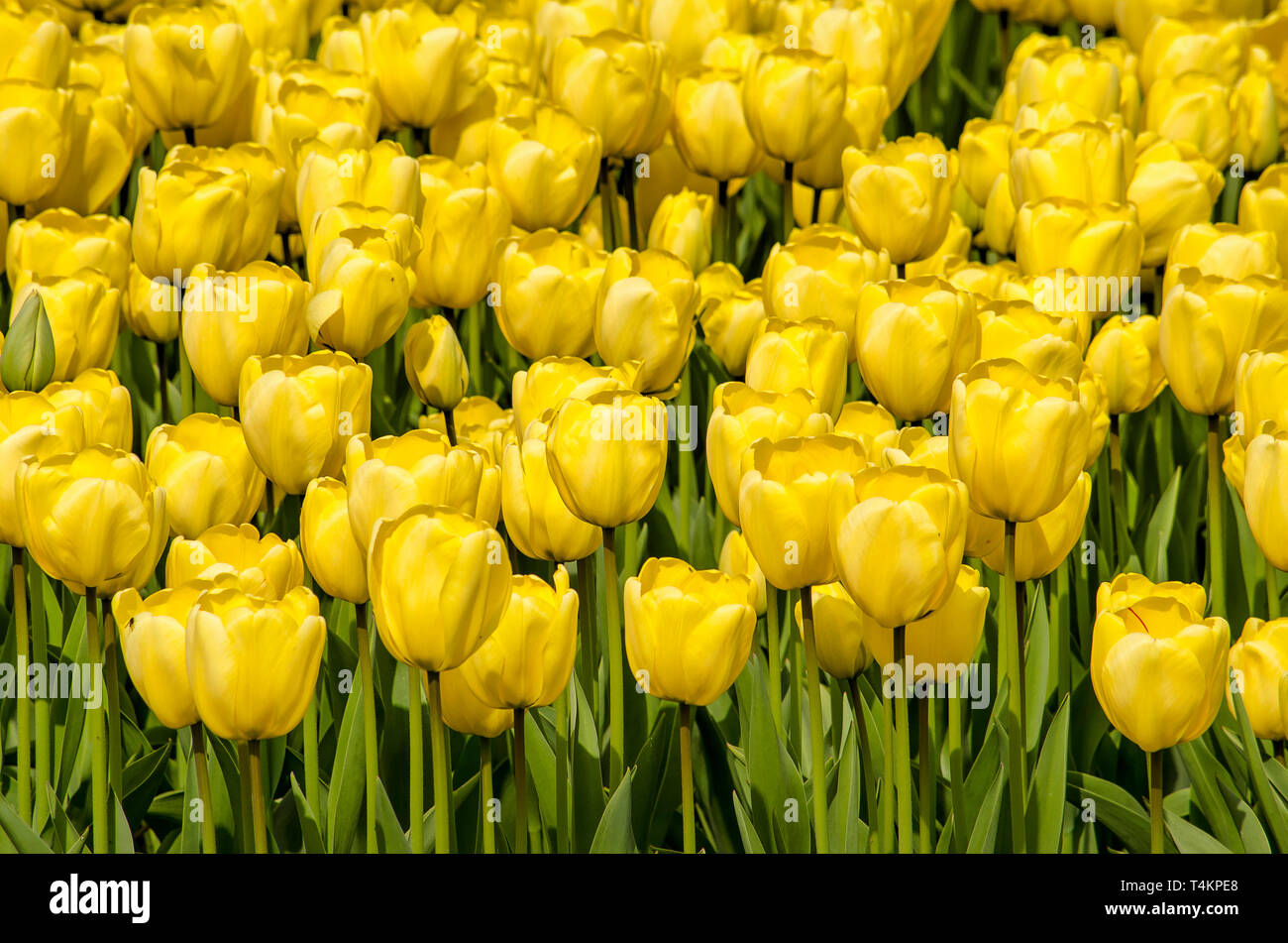 Close up of yellow tulips in springtime in a field near Noordwijkerhout, The Netherlands Stock Photo