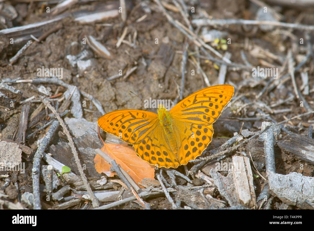 The butterfly on the flower is shot in the contra light. Silver-washed fritillary (Argynnis paphia, typical form of color), the view from the top. Bal Stock Photo