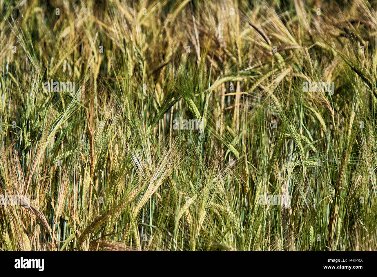 Wheat fields in Europe, awned spike Stock Photo