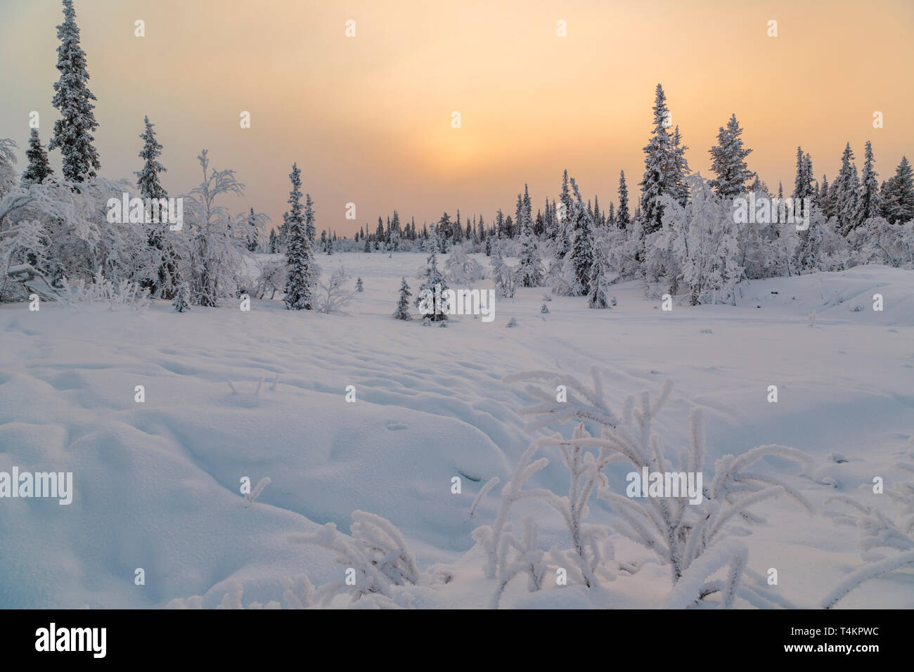 Landscape in winter season, sun behind clouds making the sky orange, nice colorful sky, Gällivare county, Swedish Lapland, Sweden Stock Photo