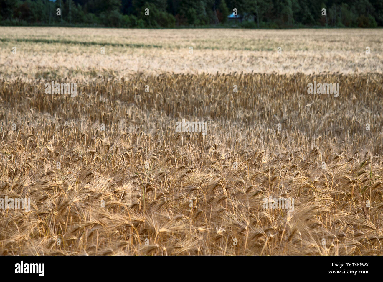 Wheat fields in Europe, awned spike Stock Photo