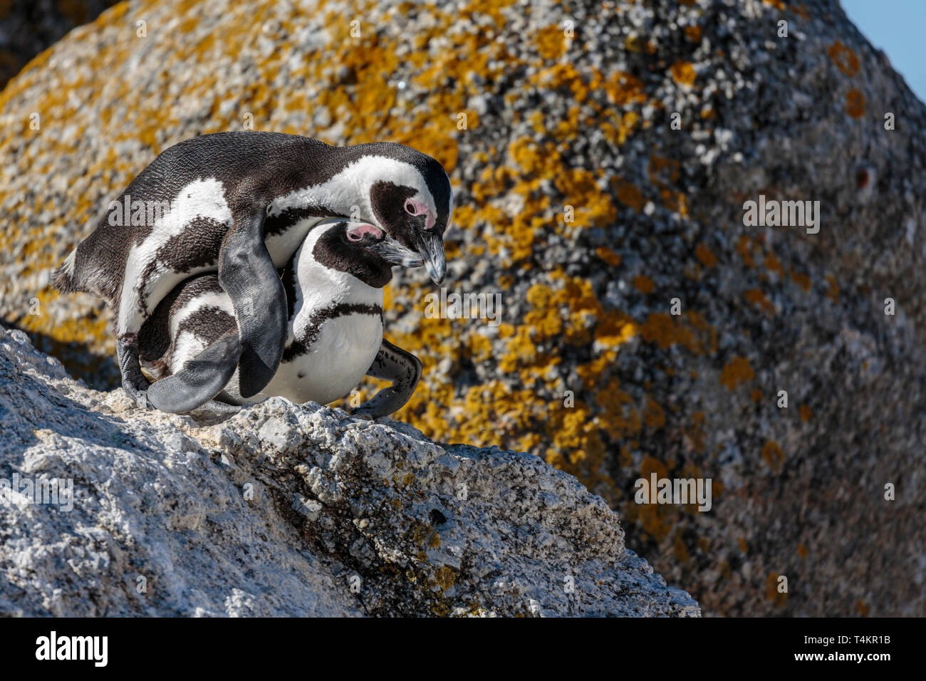 Two African penguins, Spheniscus demersus, on a rock mating, at Simonstown, South Africa Stock Photo