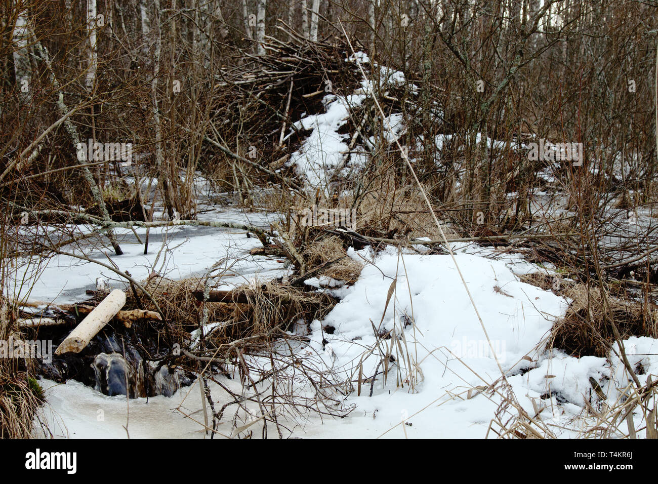 Beavers live under ice in winter, beaver dam. Beavers have built dam, raised water level in river, after ice formation drain off water and under ice f Stock Photo