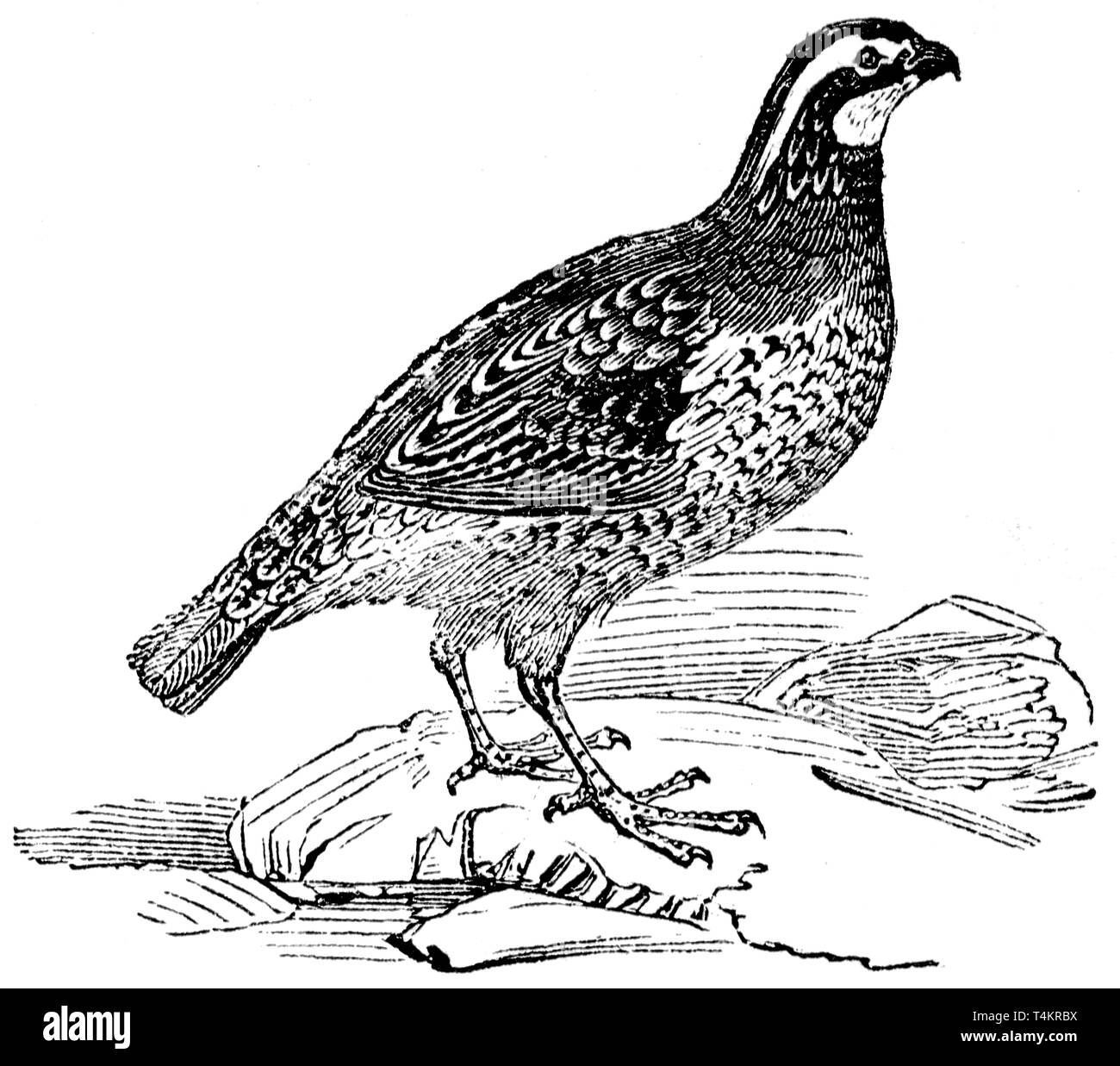 Bobwhite Cut Out Stock Images & Pictures - Alamy