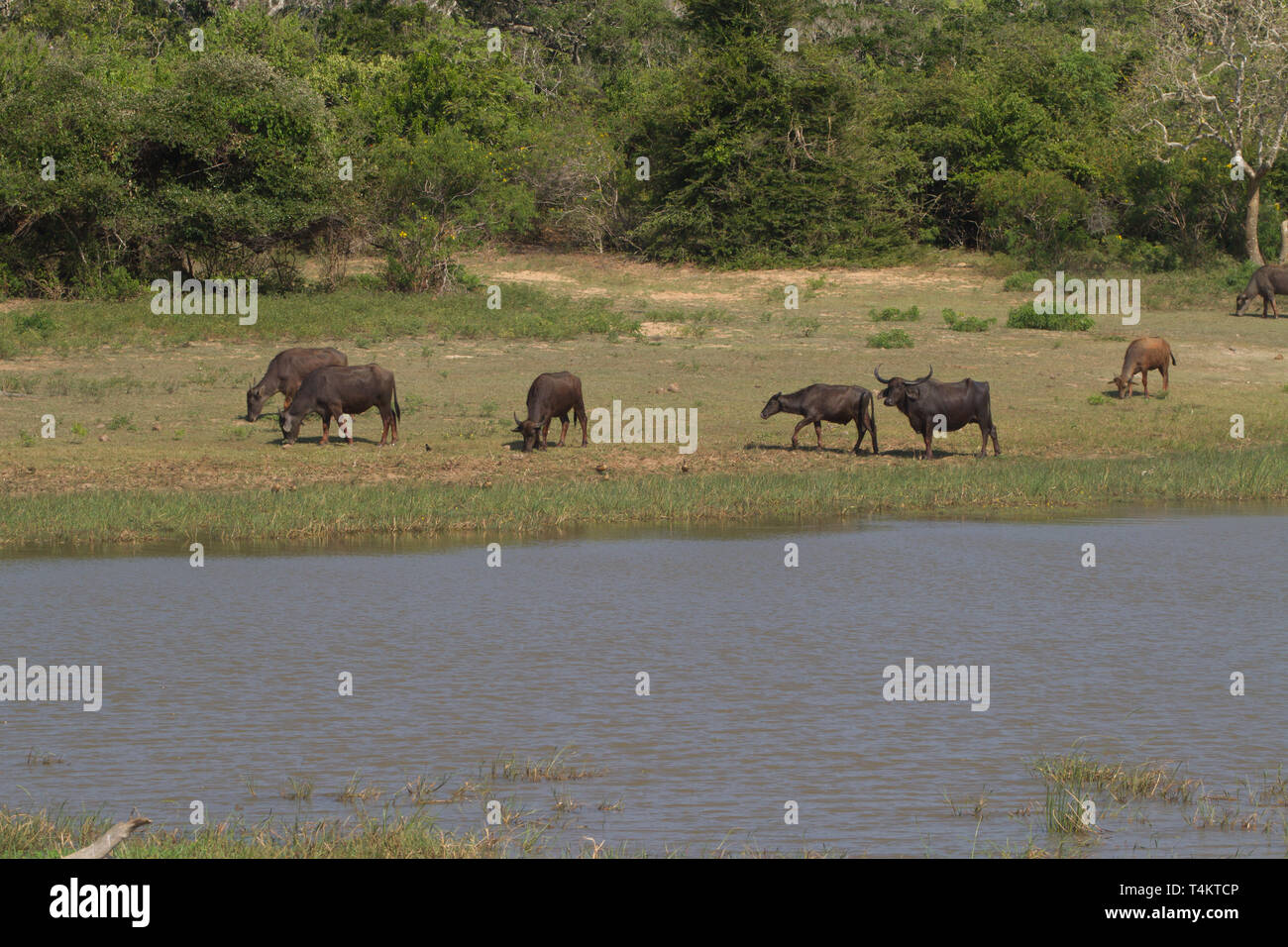 Water Buffalo. Yala National Park. Sri Lanka Stock Photo