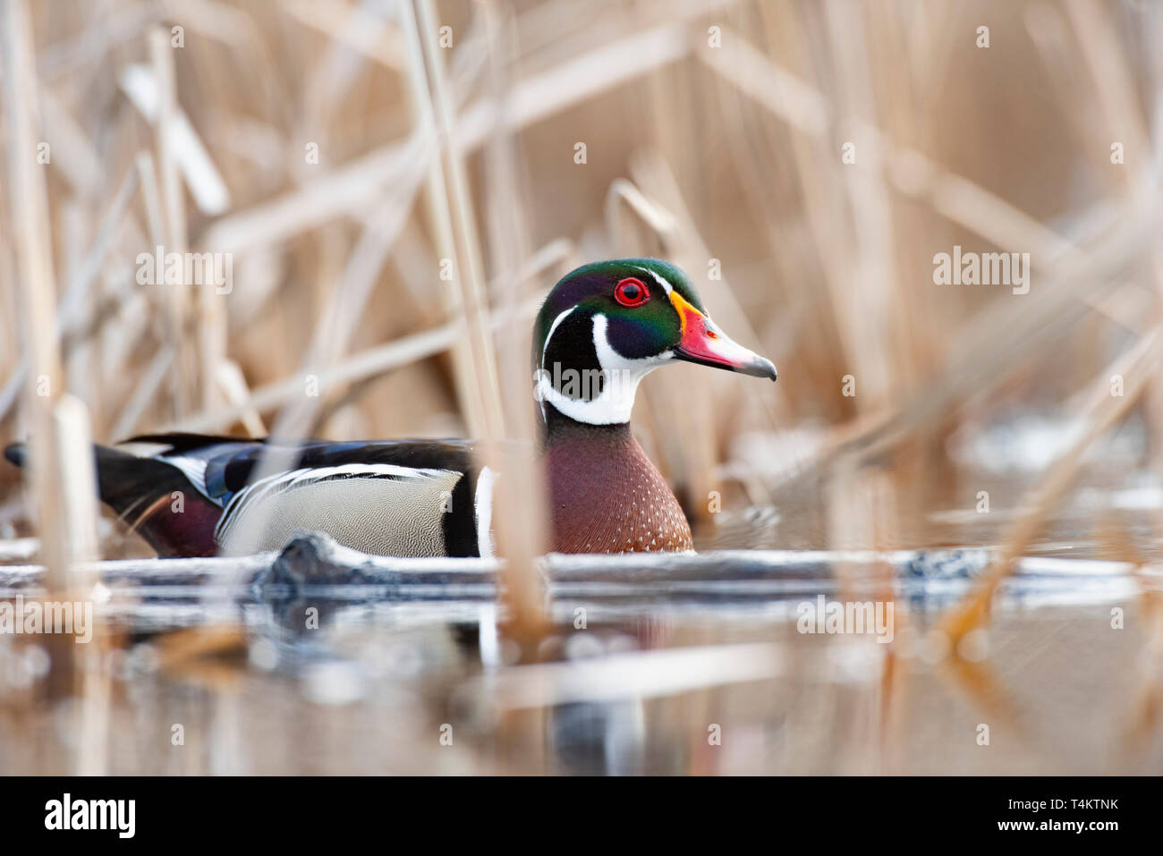 Spring Drake Ing A Drake Wood Duck in the spring in Minnesota Stock Photo - Alamy
