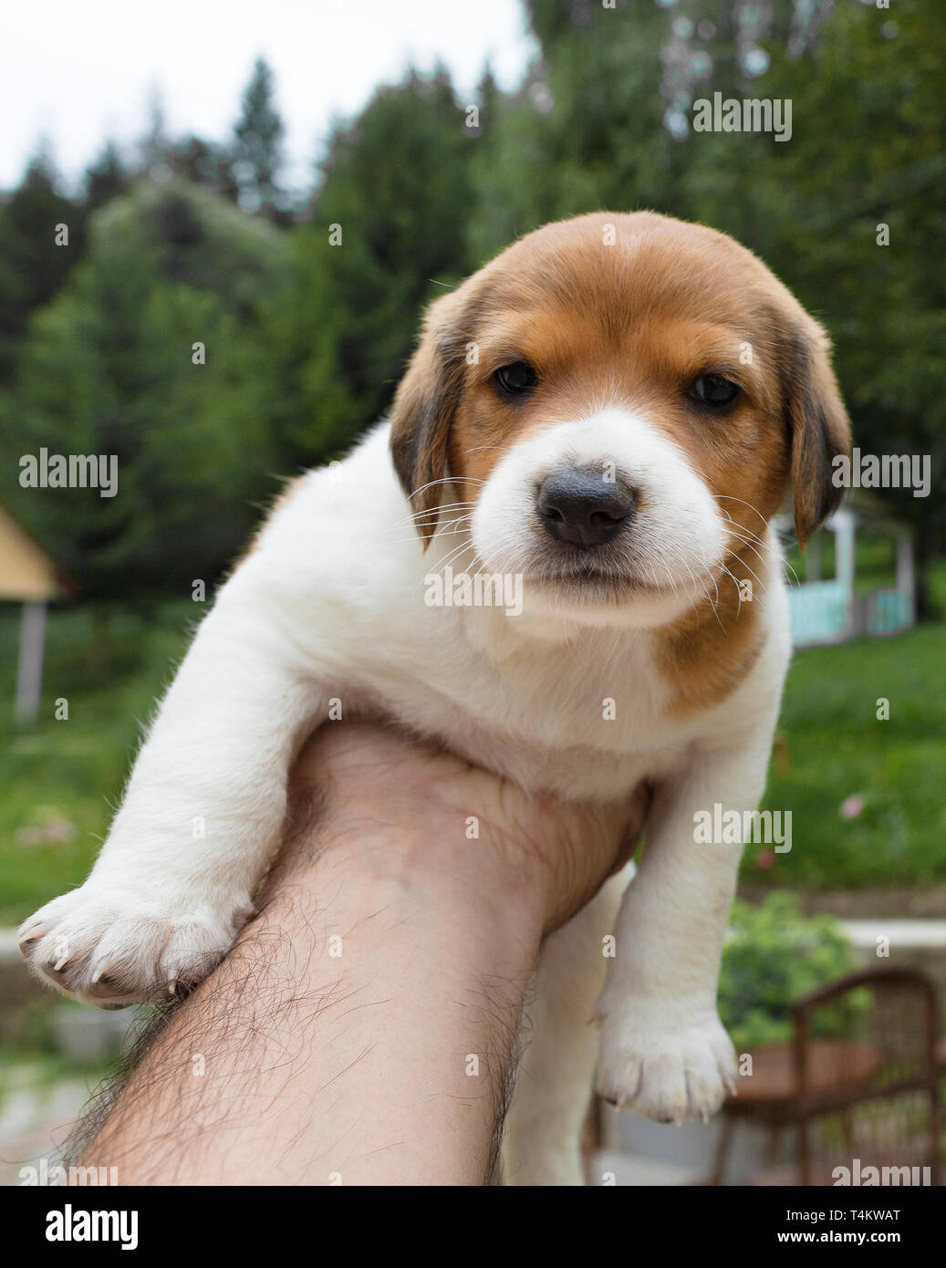 A small beagle puppy is sitting on an outstretched masculine hand against the backdrop of a summer garden Stock Photo Alamy