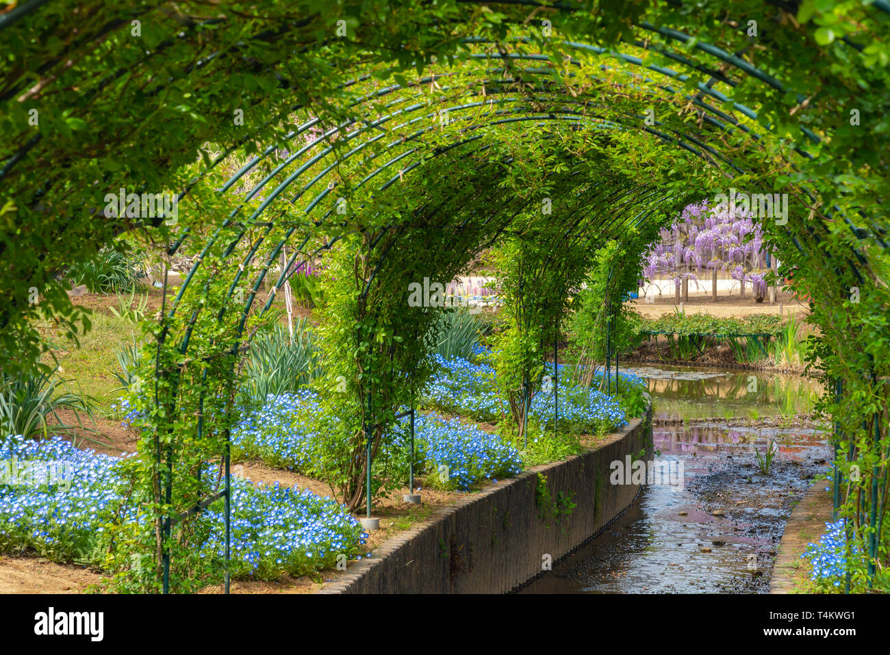 Flower park, green vine tunnel Stock Photo Alamy