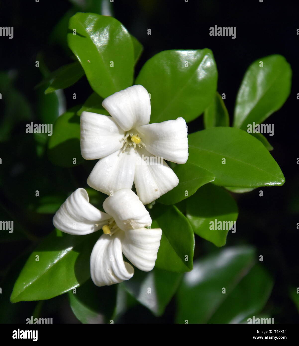 White Flowers Of Orange Jessamine Murraya Paniculata Jasminul Portocal Murraya Exotica Chalcas Paniculata Sau Chalcas Exotica Green Bush Close U Stock Photo Alamy