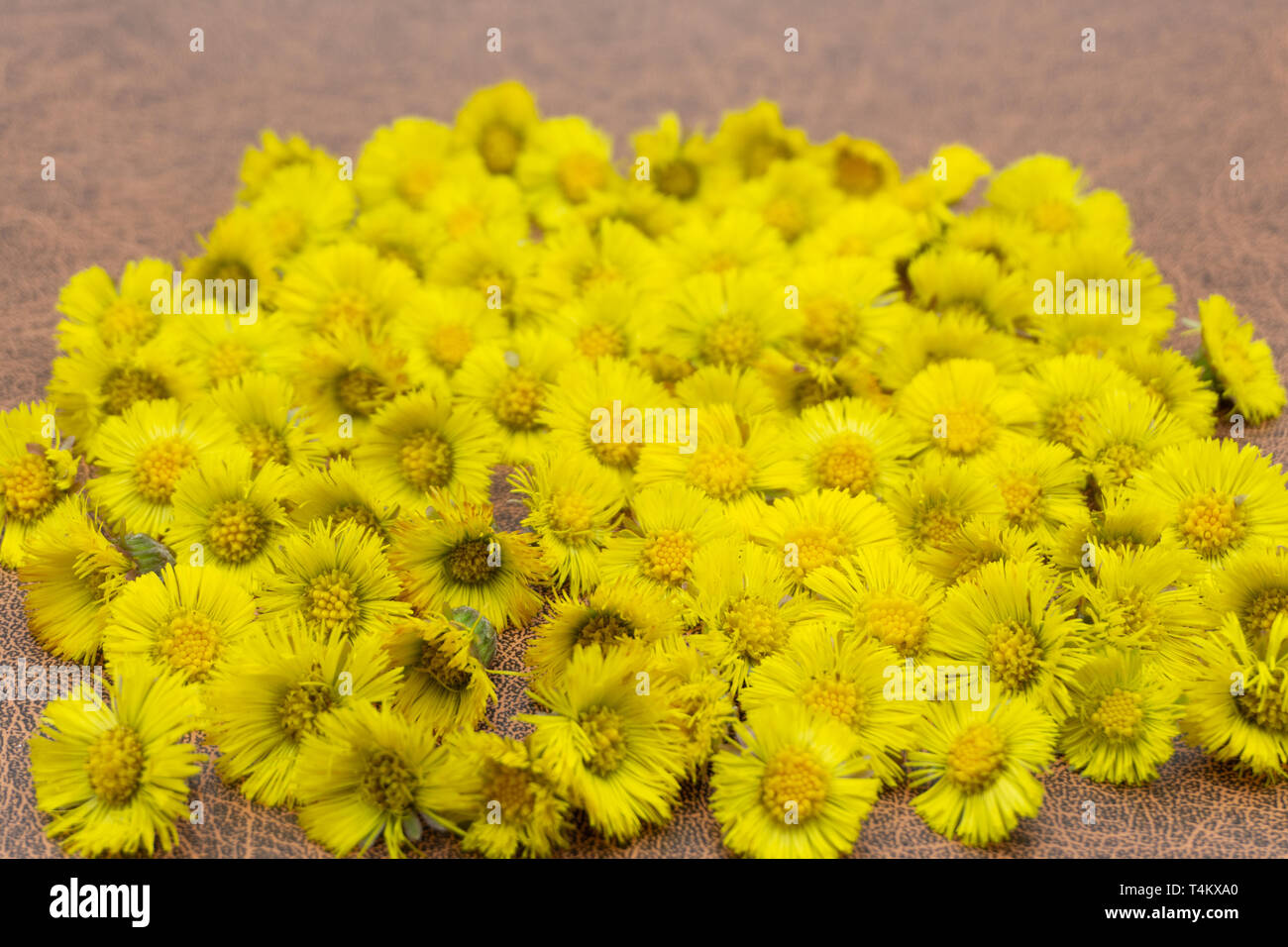 flowers mother and stepmother growth heat hope Stock Photo - Alamy