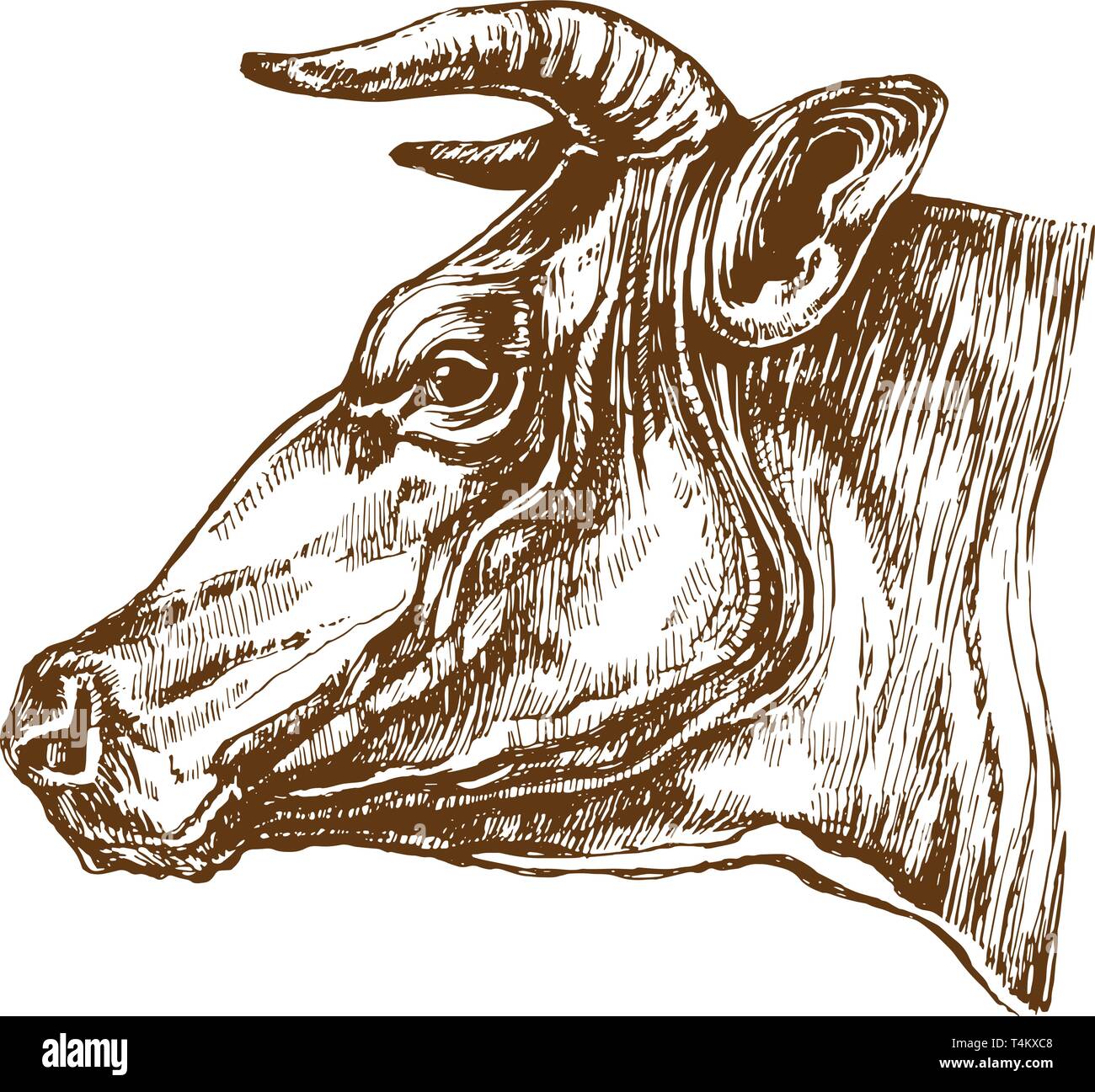 Outline Drawing of the Head and Neck of a Bull Side View, Simple