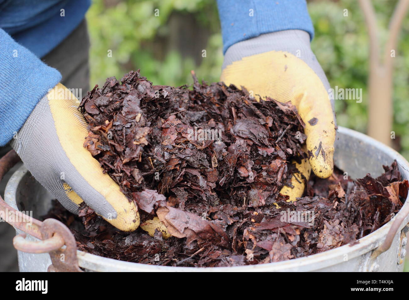 Hands lifting leaf mould ready for use s mulch in the garden -  UK Stock Photo