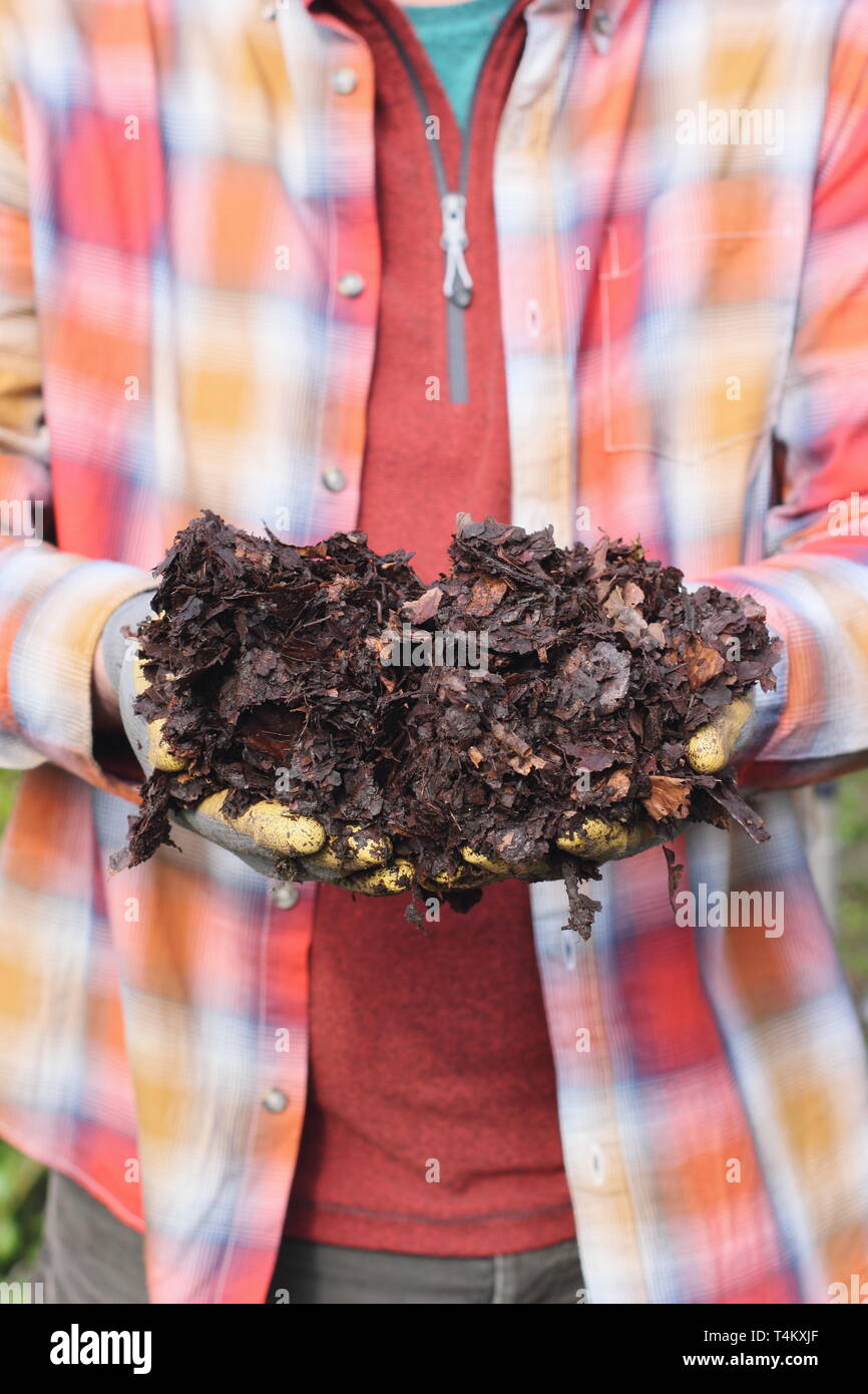 Hands full of leaf mould ready for use as mulch in the garden - UK Stock Photo