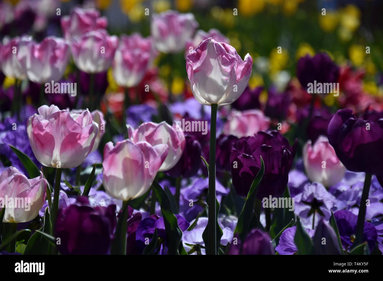 Tulip Flower Beautiful Tulips On Tulip Field With Purple Yellow Flowers And Green Leaf Background Group Of Pink White Tulips In The Park Spring La Stock Photo Alamy Tulip Flower Beautiful Tulips On Tulip Field With Purple Yellow Flowers And Green Leaf Background Group Of Pink White Tulips In The Park Spring La Stock Photo Alamy