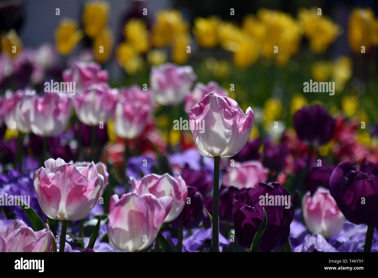 Tulip Flower Beautiful Tulips On Tulip Field With Purple Yellow Flowers And Green Leaf Background Group Of Pink White Tulips In The Park Spring La Stock Photo Alamy Tulip Flower Beautiful Tulips On Tulip Field With Purple Yellow Flowers And Green Leaf Background Group Of Pink White Tulips In The Park Spring La Stock Photo Alamy