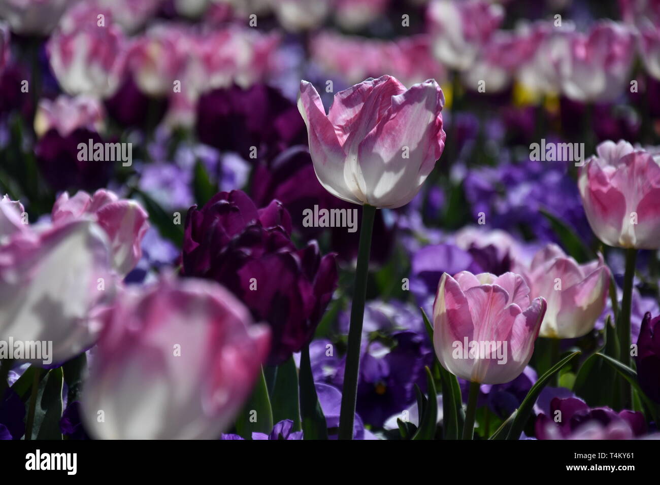 Tulip Flower Beautiful Tulips On Tulip Field With Purple Yellow Flowers And Green Leaf Background Group Of Pink White Tulips In The Park Spring La Stock Photo Alamy Tulip Flower Beautiful Tulips On Tulip Field With Purple Yellow Flowers And Green Leaf Background Group Of Pink White Tulips In The Park Spring La Stock Photo Alamy