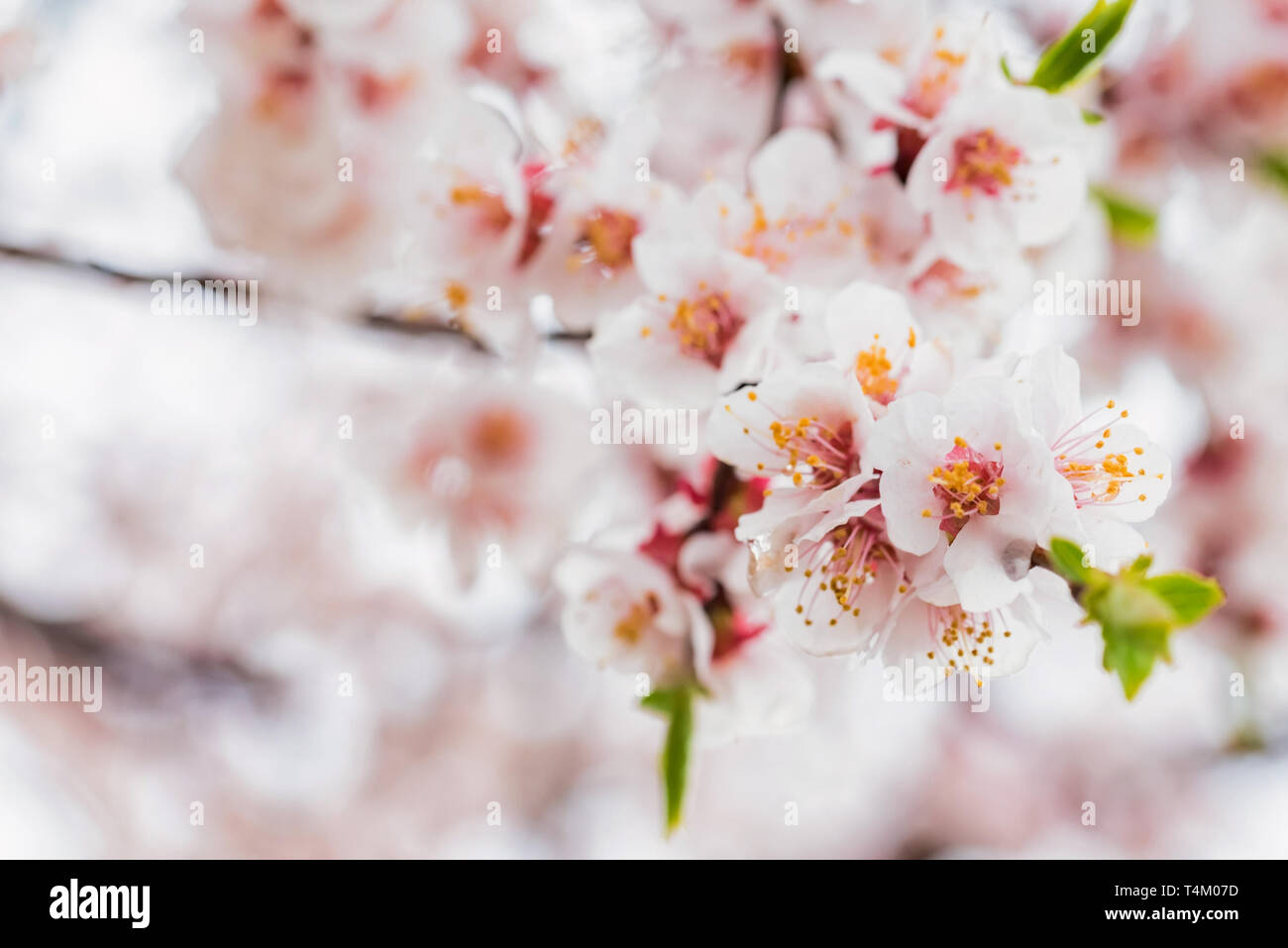 Beautiful spring background of Cherry blossom in full bloom Stock Photo ...
