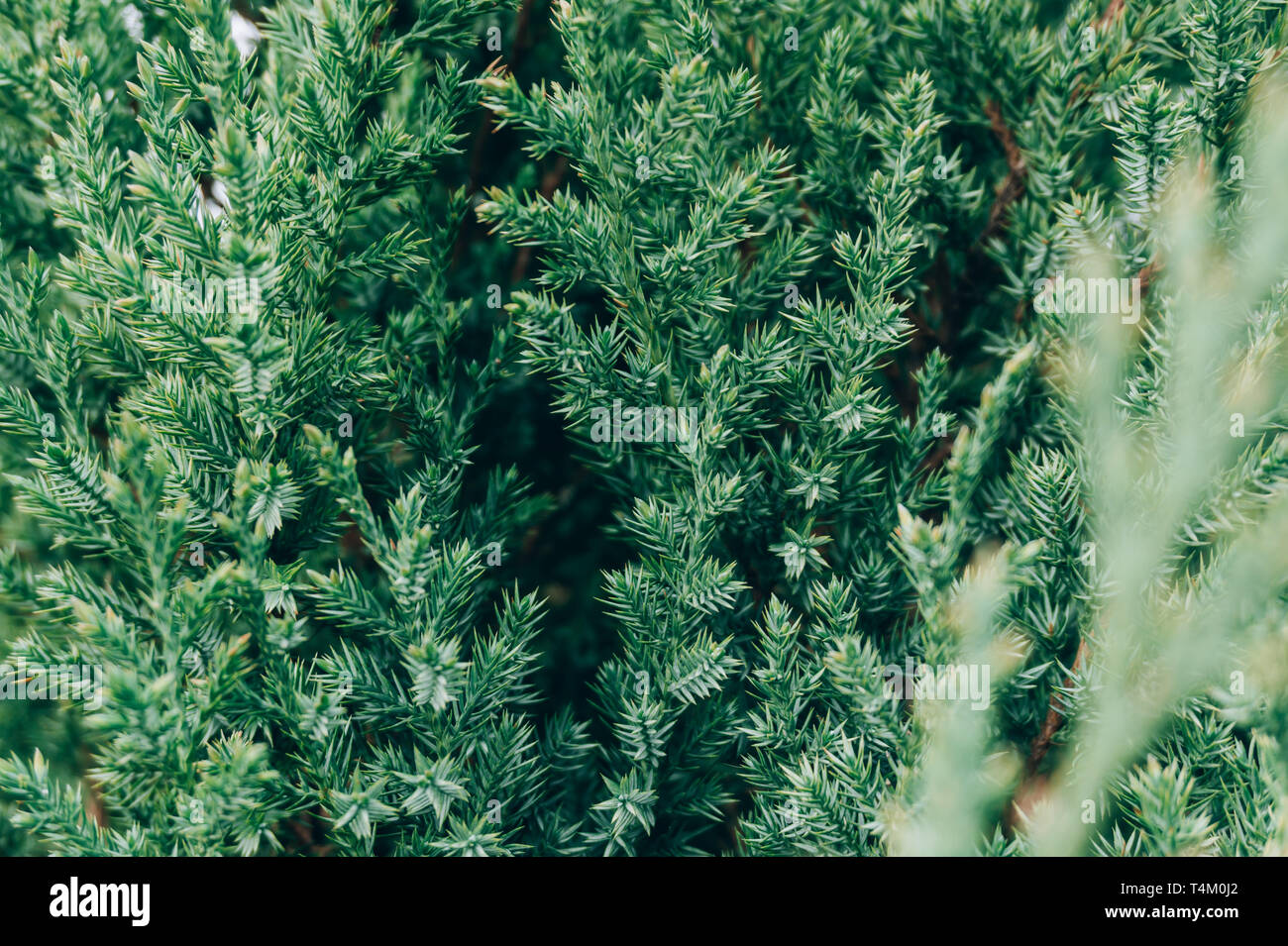 Fir tree brunch close hi-res stock photography and images - Alamy