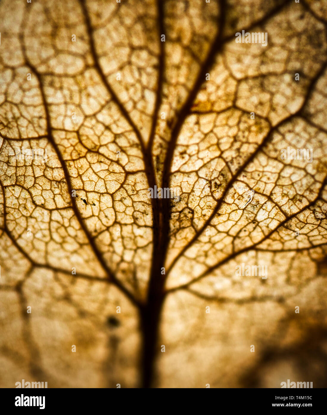 leaf tree Stock Photo