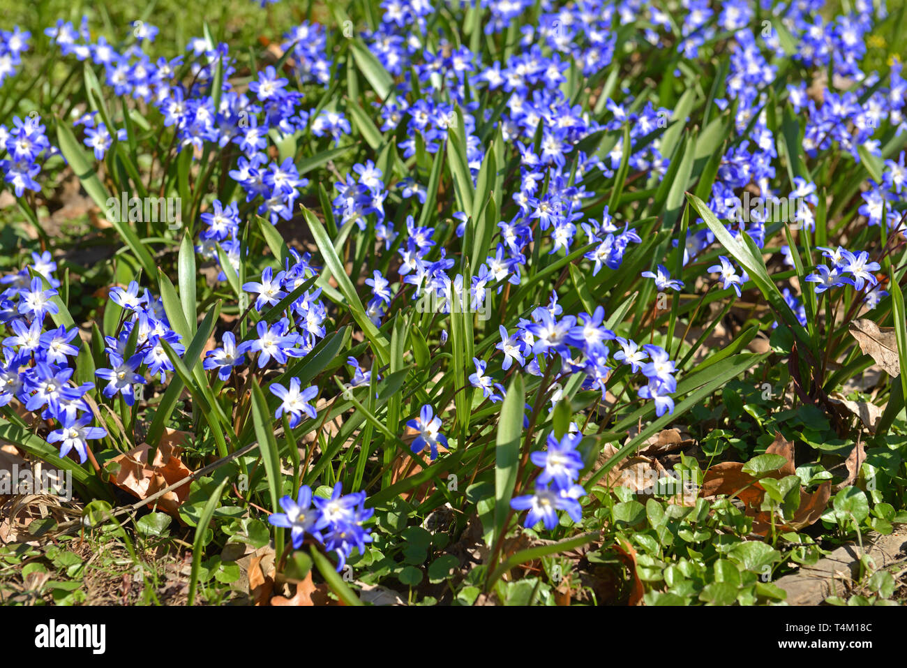 Chionodoxa forbesii or Forbes' glory-of-the-snow, bulbous perennial from south-west Turkey flowering in April. Russia Stock Photo