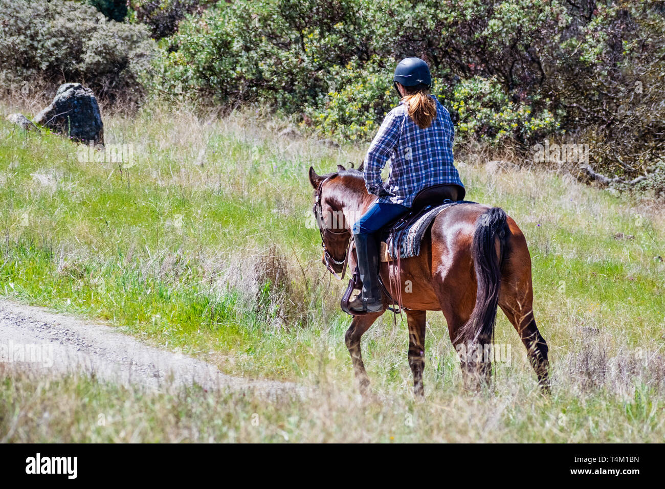 American quarter horse stallion hires stock photography and images Alamy