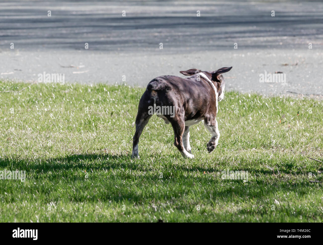 small black mutt with floppy ears waling away Stock Photo