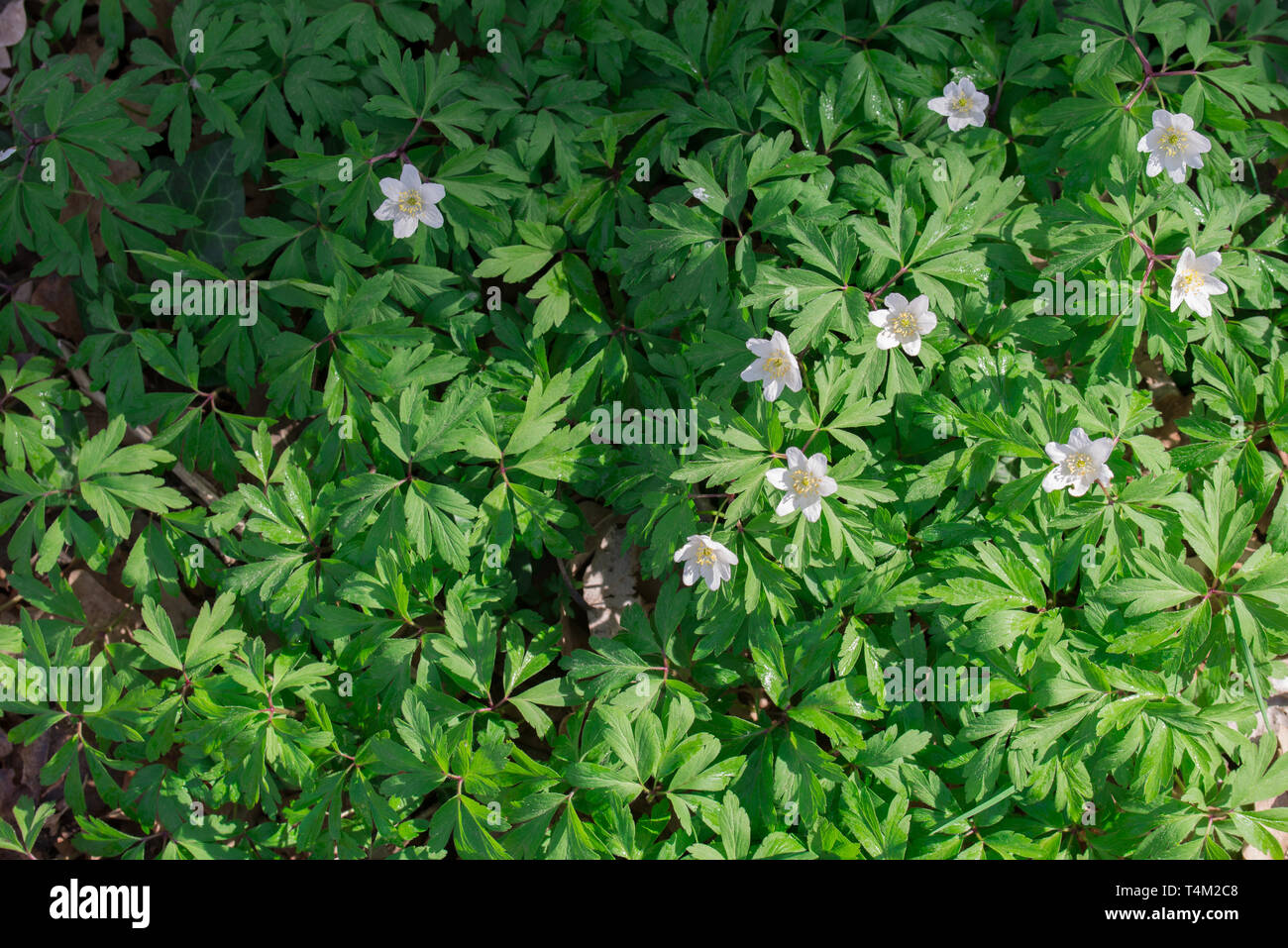 anemone nemorosa  wood anemone, windflower, thimbleweed or smell fox early spring white flowers Stock Photo