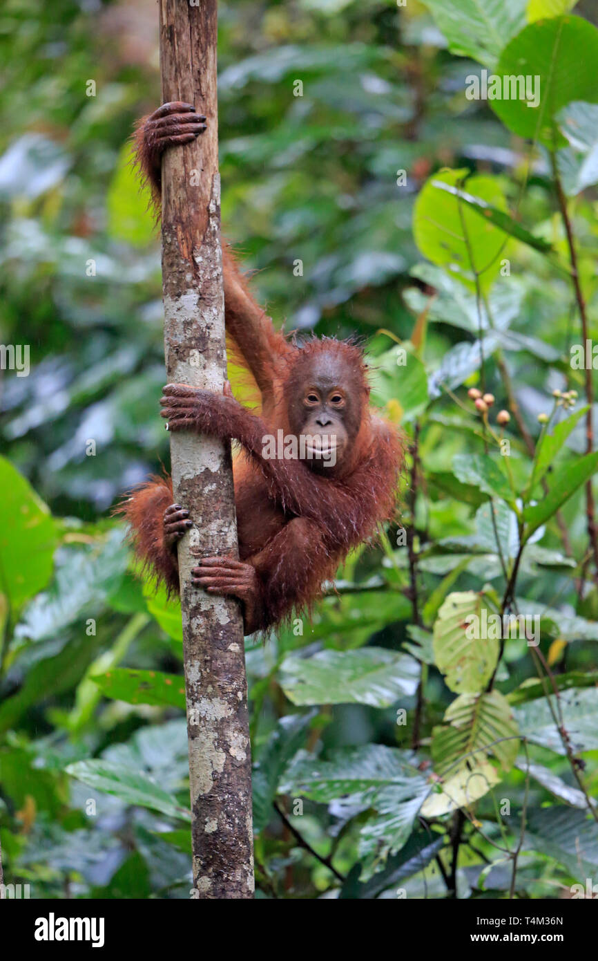 Orangutan climbing a tree in Tanjung Puting Nature Reserve Kalimantan Borneo Indonesia Stock Photo