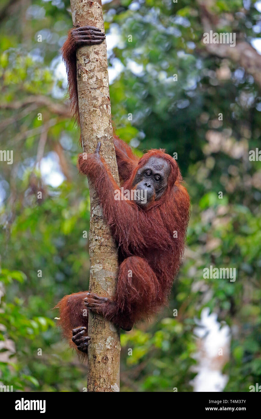 Orangutan Climbing A Tree In Tanjung Puting Nature Reserve Orangutan Climbing A Tree In Tanjung Puting Nature Reserve