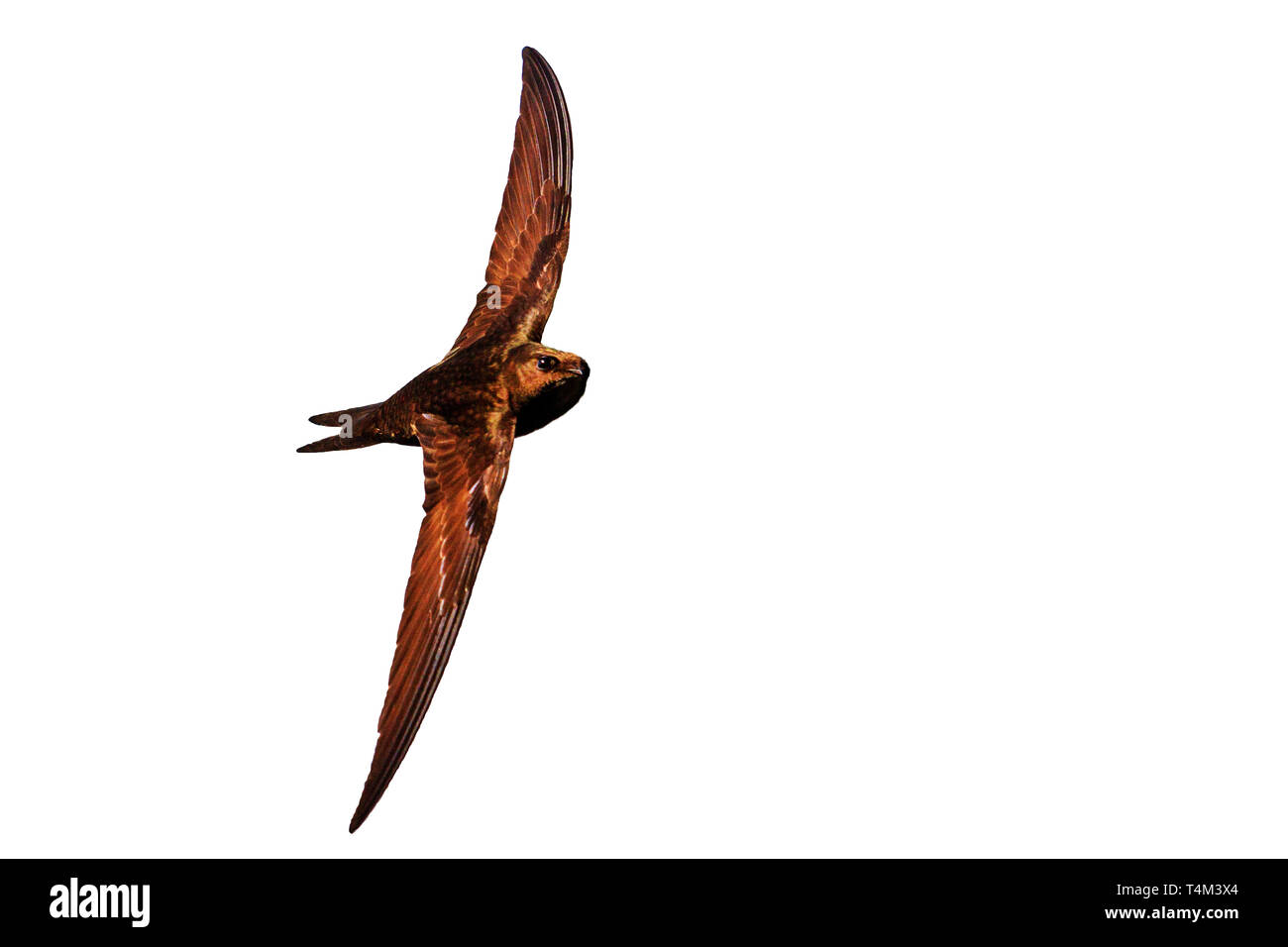 swift in flight isolated on white background, wild nature Stock Photo