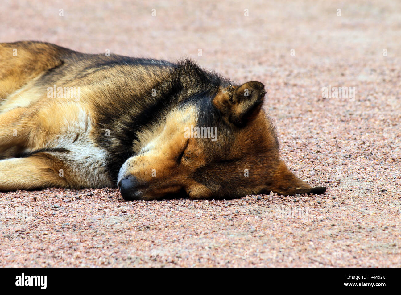 Brown tired stray dog lies and sleeps on the street. Lonely homeless dog lies on a city road. Abandoned dog Stock Photo