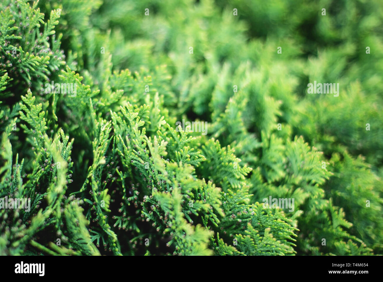 p of green christmas leaves of Thuja trees on white background. Thuja twig, Thuja occidentalis, Platycladus orientalis, Chinese thuja. Evergreen plant Stock Photo