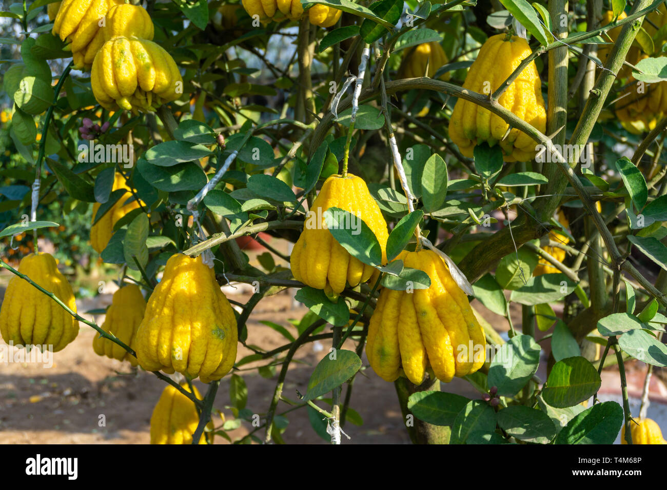 Yellow Organic Buddhas Hand Citrus Fruit with Fingers Stock Photo Alamy