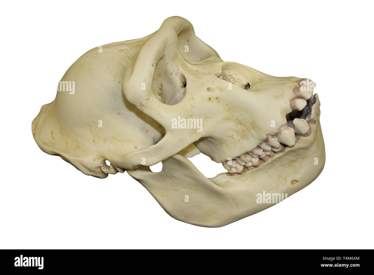 Female Gorilla Skull Stock Photo
